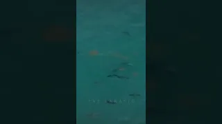 Insane Encounter with Massive Sharks in Florida Keys