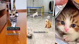 compilación 😸de bruschimichis😻 todos los bruschimichis 💕en un solo video 🙀