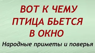 Вот к чему птица бьется в окно?! Народные приметы и поверья.