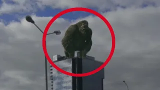 5 King Kong Caught on Camera & Spotted in Real Life