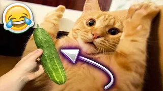 🤣Best Funny Cats 2023 Part 3┃🤣Смешные Коты 2023 Часть 3