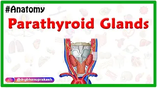 Anatomy of Parathyroid Glands Animation  - Location, Blood supply, Nerve supply, Histology