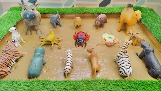 Meet 15 Desert and Safari Animals in the Mud | Ladybug, Camel, Scorpion Zebra and More!