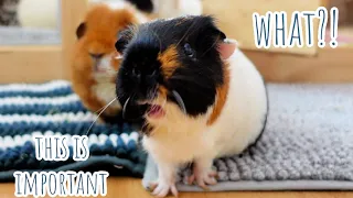 Guinea Pig Behaviors You Need to Watch Out For