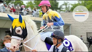 Stunning white racehorse Sodashi parades ahead of the G1 Victoria Mile at Tokyo