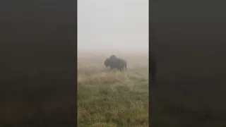 Bison Bellowing in the Mist || ViralHog