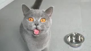 Cat Meowing Asking For Food