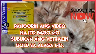 PINAINUM KO NG VETRACIN GOLD ANG PUSANG AYAW KUMAIN | #cats #sick #cat