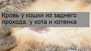 Кровь у кошки из заднего прохода, у кота и котенка