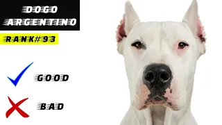 Dogo Argentino Pros And Cons | The Good And Bad