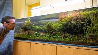 Relax with this 100 gallon Jungle Aquascape