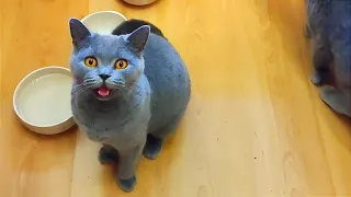 Hungry Cat Meowing