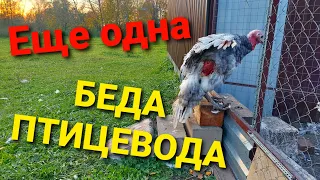 Не допустите такого. Мы потеряли индюка