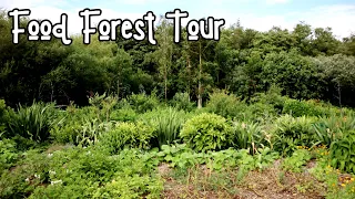 Food Forest Tour UK - Zone 9a - Temperate Climate - Forest Garden (2021)