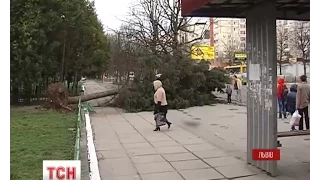Шквальний вітер цієї ночі на Західній Україні валив дерева і зривав дахи
