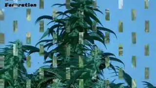 Aphrodite - Ganja Man.flv