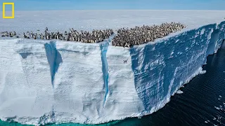 Baby penguins seen cliff diving on camera for 1st time