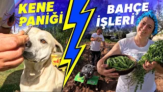 KENE PANİĞİ, Çapalama Makinemiz ve Yaza Hazırlık (Bahçe İşleri - Köy Hayatı)