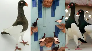 Danish Magpie Pigeon Every Colors