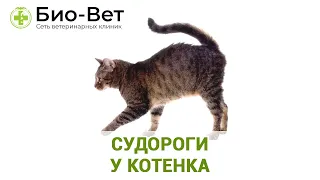 Судороги у котенка. Ветеринарная клиника Био-Вет.