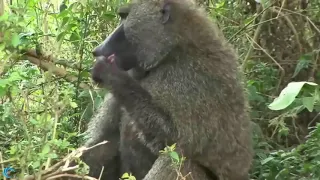 Baboons are too Strong, Mother Impala failed to save the Baby from the Baboon hunting