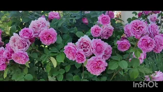 Плетисті троянди 10 пишно квітучих #flowers #rose #garden #relax #ideas