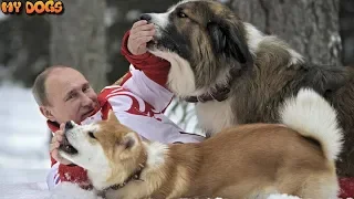 Dogs and Empire Russian President Vladimir Putin