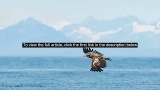 Man rescues bald eagle from drowning in lake in amazing video: Had to prove to my son Im cool