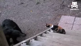 Fearless cat shows bear who's boss