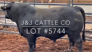 J&J Cattle Co-Lot #5744 Brangus Bull