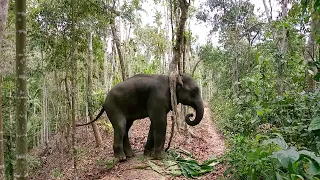 বন্য হাতির বাচ্চাকে প্রশিহ্মন দেওয়া কি এতই সহজ? | Is it so easy to train a wild elephant