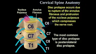 Cervical Spine Anatomy