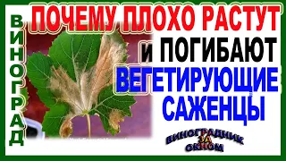 🍇 Два совета. Почему медленно  растут и часто погибают вегетирующие саженцы винограда.