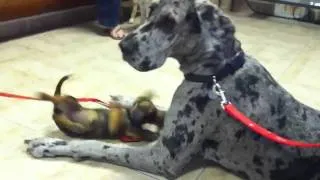 Great Dane at vet