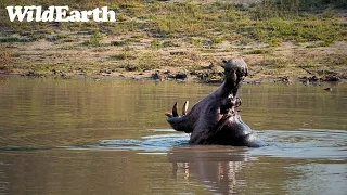 SafariLIVE Sunrise Safari- 25 April 2024