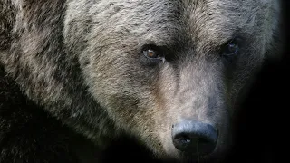 Bears & Wolves Attack People In The Wild | Human Prey Part 2 | Real Wild