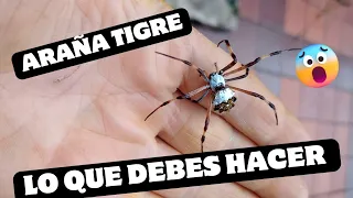 Una Artista en tu Jardín: Araña Tigre 🕷️🐯 (Argiope argentata)