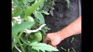Удаление листьев у помидоров