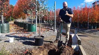Speciality Trees Advanced Tree Planting Instructions