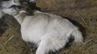 Первые роды в этом году. Кого родила коза????!!!