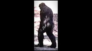 MASSIVE IDAHO BIGFOOT ON VIDEO!! - Incredible Muscular Giant Sized Sasquatch On Camera!!