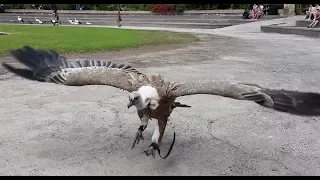 Bird Show at Jungle Park, Tenerife