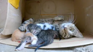 Save the life of a poor abandoned cat and her 5 newborn kittens.