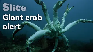 King Crabs Menacing Biodiversity, Fjords of Norway | SLICE