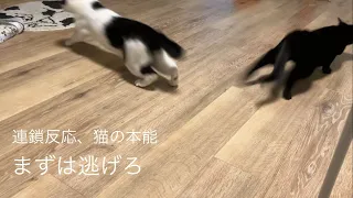 連鎖反応で逃走する猫たち。 【スローモーションで検証】