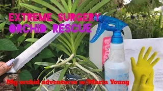 DYING VANDA/ORCHID RESCUE - EXTREME SURGERY