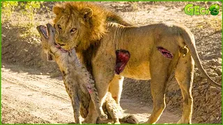 35 Moments Of Hyena Pain Before Big Cat's Judgment | Animal Fight