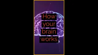 How your brain works