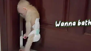 Baby Monkey SUGAR Funny Sneaks into Bathroom Begging Mom Bathing