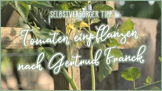 🍅Tomaten einpflanzen nach Gertrud Franck 👨‍🌾👩‍🌾👍 Selbstversorger #Gartentipp 1